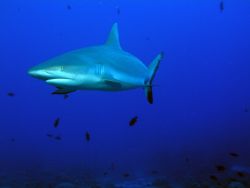I photographed this shark in Bora Bora in May 2004 with a... by Barbara Hinton 